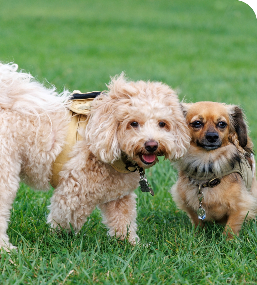 芝生の上で寄り添う2匹の犬、ベージュのトイプードルと茶色い小型犬