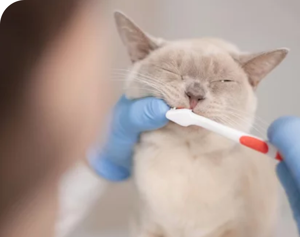 青い手袋を着用したスタッフが猫の歯をブラッシングしている様子