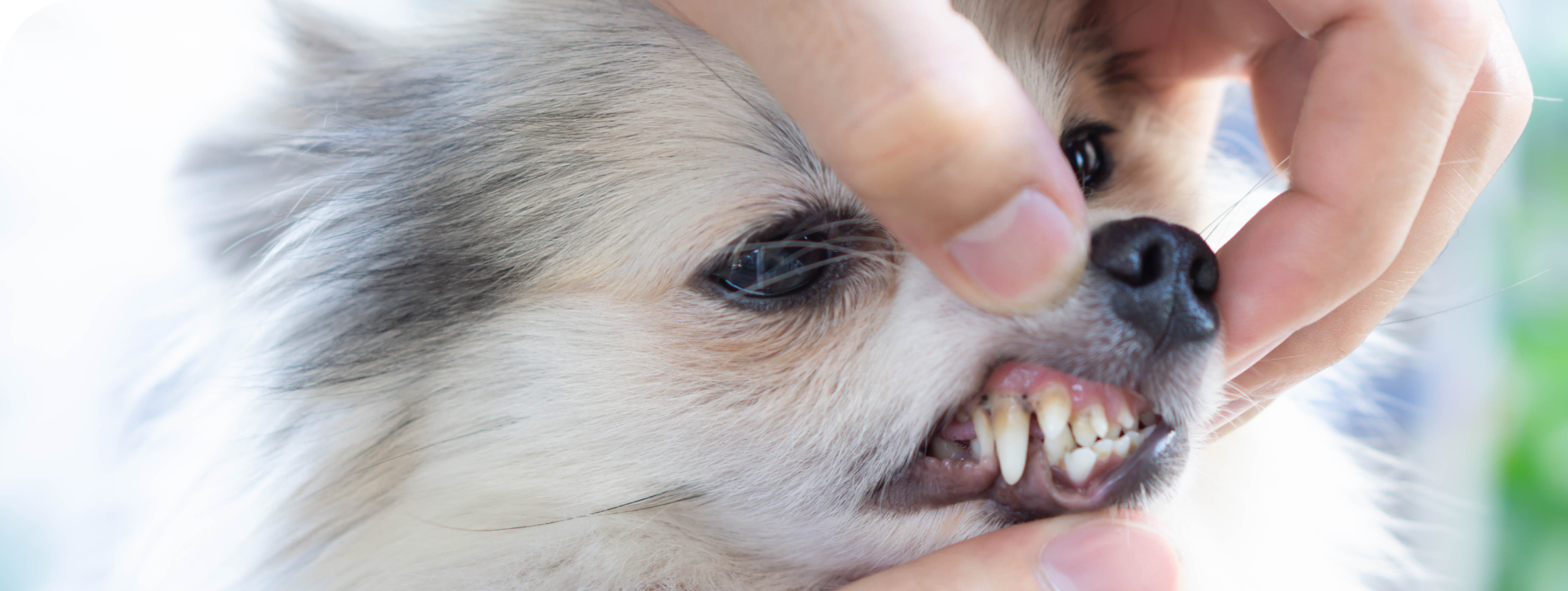 犬の歯を検査する様子
