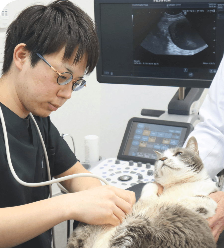 猫の診察