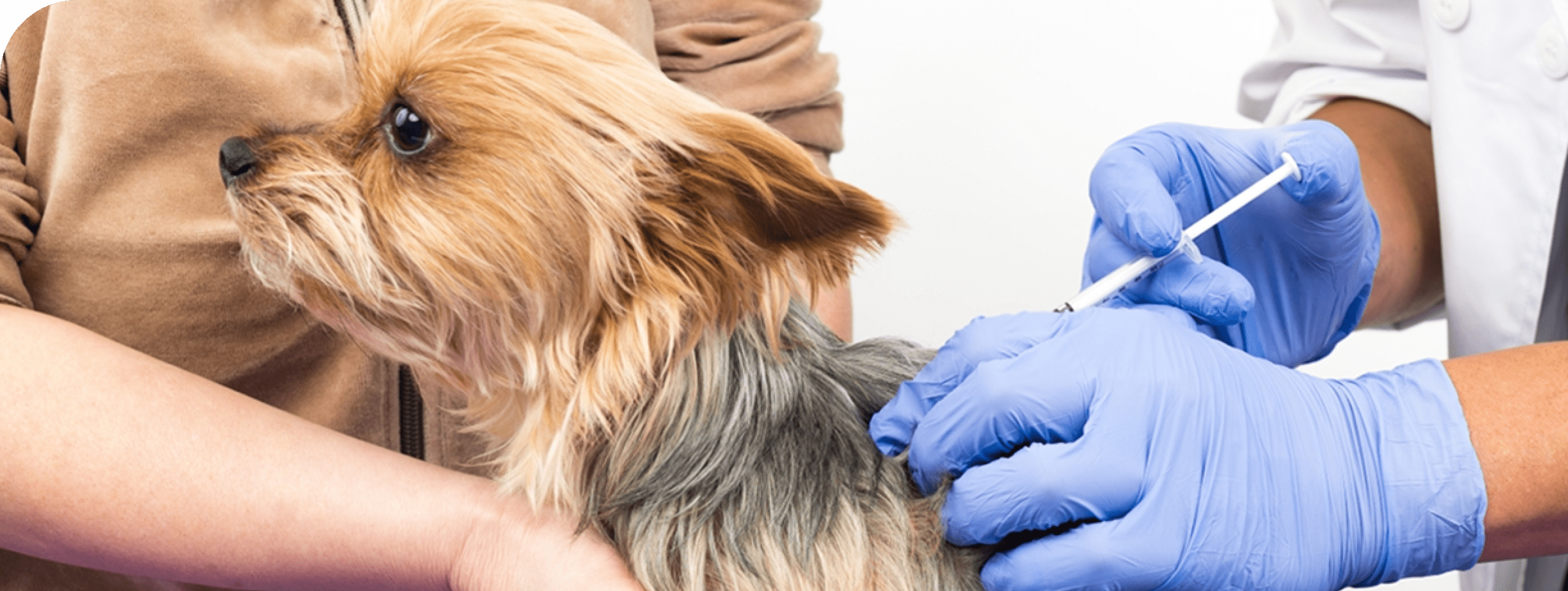 犬に予防接種をしている