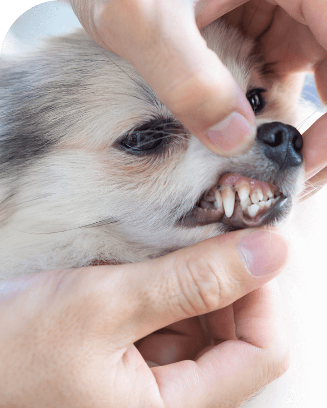 犬の歯を検査する様子