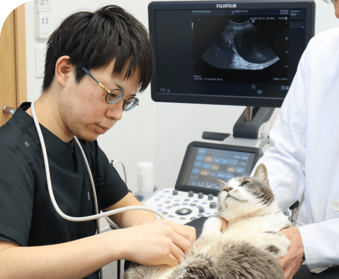 猫の診察