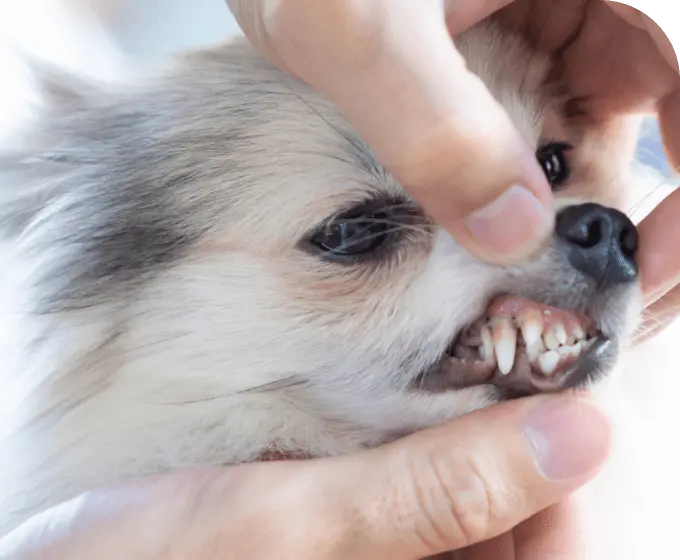 犬の診察
